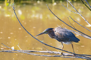 Green heron perched on branch