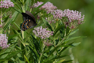 Black swallowtail Butterfly on milkweed