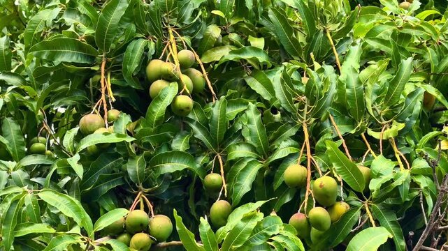 A vibrant mango tree is showcasing numerous green, unripe fruits nestled among its glossy green leaves