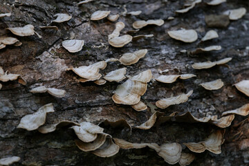 Bracket fungus on log