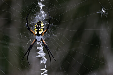 Yellow garden spider