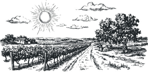 Vineyard landscape with rolling hills, sun, and scattered clouds in a sketch style