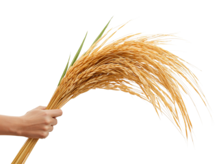 Hand holding a bundle of golden rice ears isolated on a transparent background
