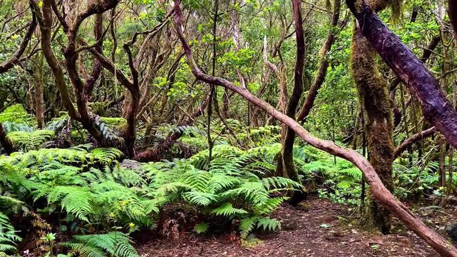 Explore a vibrant forest full of beautiful ferns and unique trees, ideal for nature lovers and outdoor fans
