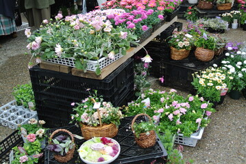 flowers in pots