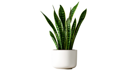 Indoor snake plant with striped green leaves in a white pot, cut out transparent