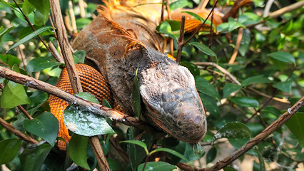 Orange iguana is sunbathing on a green leafy tree trunk, in the morning, with a natural blurred background.	