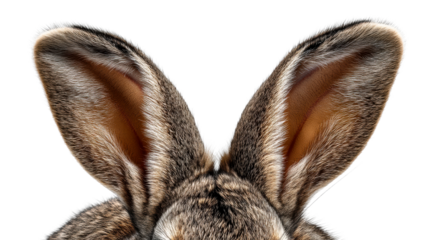 Close-up extreme detail of rabbit ears with fur texture and inner ear visible, cut out transparent