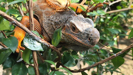 Orange iguana is sunbathing on a green leafy tree trunk, in the morning, with a natural blurred background.	