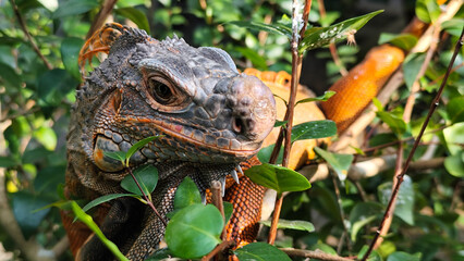 Orange iguana is sunbathing on a green leafy tree trunk, in the morning, with a natural blurred background.	