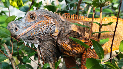 Orange iguana is sunbathing on a green leafy tree trunk, in the morning, with a natural blurred background.	