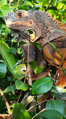 Orange iguana is sunbathing on a green leafy tree trunk, in the morning, with a natural blurred background.	