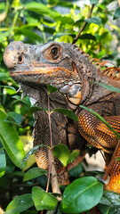 Orange iguana is sunbathing on a green leafy tree trunk, in the morning, with a natural blurred background.	