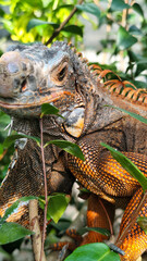 Orange iguana is sunbathing on a green leafy tree trunk, in the morning, with a natural blurred background.	