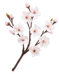 A beautiful branch of cherry blossoms in soft pink, symbolizing spring and renewal.