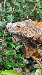 Orange iguana is sunbathing on a green leafy tree trunk, in the morning, with a natural blurred background.	