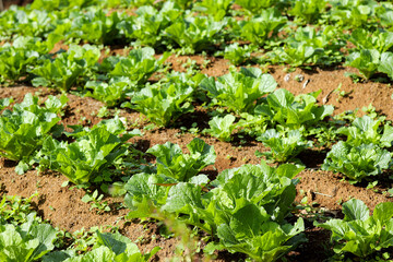 Fresh Cabbages Growing in an Agricultural Field