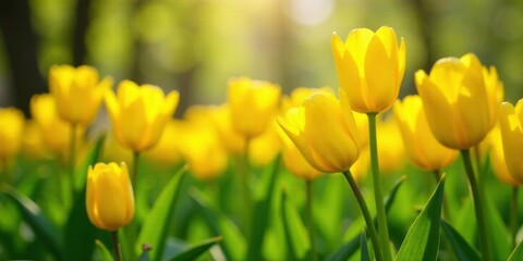 Obraz premium Sunlit Yellow Tulips in a Vibrant Spring Garden, Delicate Petals Glowing with Warm Light