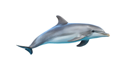 A dolphin swimming gracefully in the ocean

