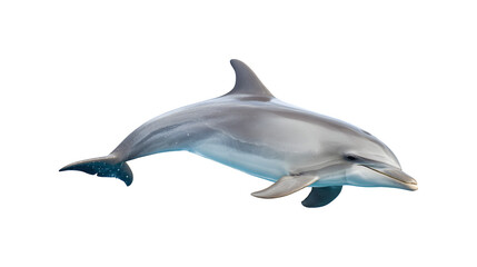 Fototapeta premium A dolphin swimming gracefully in the ocean