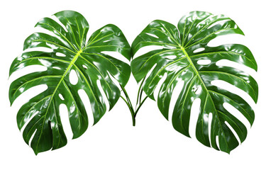 Obraz premium Lush tropical leaves create vibrant and exotic atmosphere, perfect for enhancing any design or decor. Their glossy texture and rich green color add touch of nature beauty