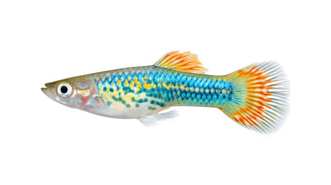 Colorful guppies swimming gracefully in a vibrant aquatic environment
