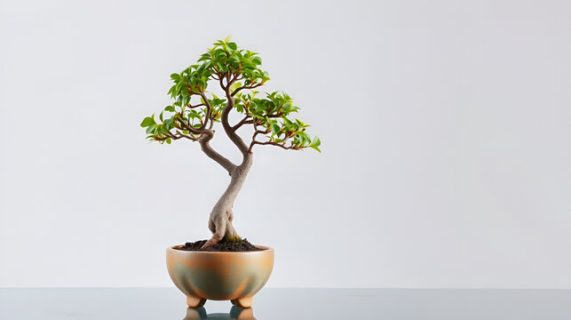 SmallPen Zai tree in a pot isolated on transparent background