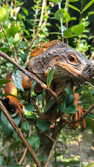 Orange iguana is sunbathing on a green leafy tree trunk, in the morning, with a natural blurred background.	