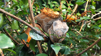 Orange iguana is sunbathing on a green leafy tree trunk, in the morning, with a natural blurred background.	