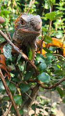 Orange iguana is sunbathing on a green leafy tree trunk, in the morning, with a natural blurred background.	