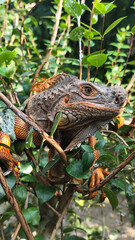 Orange iguana is sunbathing on a green leafy tree trunk, in the morning, with a natural blurred background.	