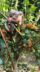 Orange iguana is sunbathing on a green leafy tree trunk, in the morning, with a natural blurred background.	