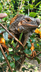 Orange iguana is sunbathing on a green leafy tree trunk, in the morning, with a natural blurred background.	