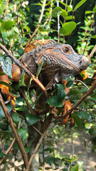 Orange iguana is sunbathing on a green leafy tree trunk, in the morning, with a natural blurred background.	