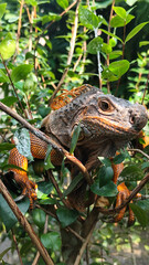 Orange iguana is sunbathing on a green leafy tree trunk, in the morning, with a natural blurred background.	