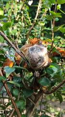 Orange iguana is sunbathing on a green leafy tree trunk, in the morning, with a natural blurred background.	