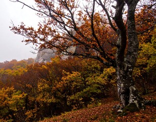 Fototapeta premium Autumnal forest landscape with colorful foliage