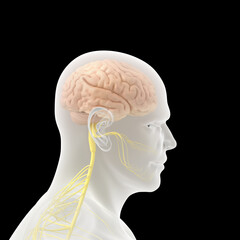 Obraz premium human brain anatomy