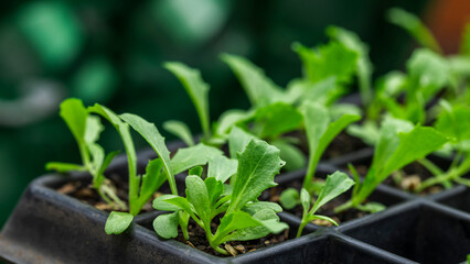 Young seedlings growing in a nursery tray in soft natural light