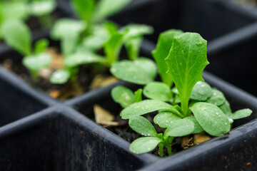 Young seedlings growing in a nursery tray in soft natural light