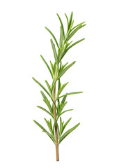 Fototapeta premium Fresh rosemary sprig with vibrant green leaves, perfect for culinary uses and elegant designs