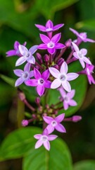 Close-up of a cluster of small, star-shaped flowers in varying shades of pink and purple