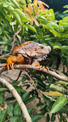 Orange iguana is sunbathing on a green leafy tree trunk, in the morning, with a natural blurred background.