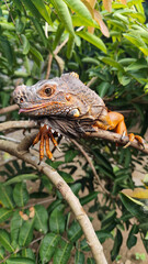 Orange iguana is sunbathing on a green leafy tree trunk, in the morning, with a natural blurred background.