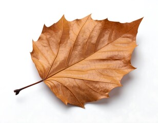 Dried autumn leaf on white background (1)