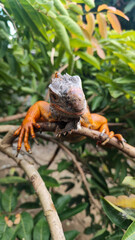 Orange iguana is sunbathing on a green leafy tree trunk, in the morning, with a natural blurred background.