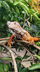 Orange iguana is sunbathing on a green leafy tree trunk, in the morning, with a natural blurred background.