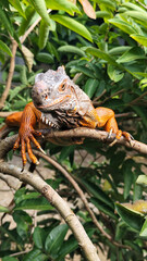 Orange iguana is sunbathing on a green leafy tree trunk, in the morning, with a natural blurred background.