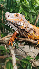 Orange iguana is sunbathing on a green leafy tree trunk, in the morning, with a natural blurred background.