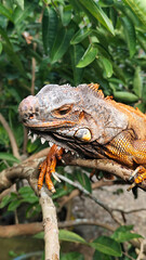 Orange iguana is sunbathing on a green leafy tree trunk, in the morning, with a natural blurred background.